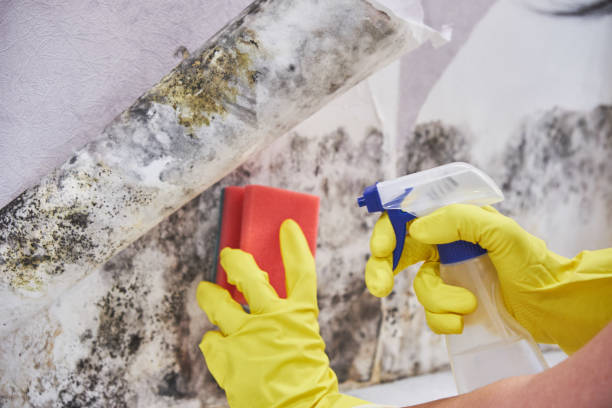 Reliable Downey, CA Mold Removal & Remediation Solutions